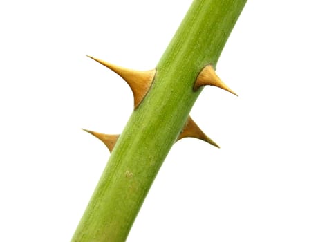 Section of a flower stem with thorns