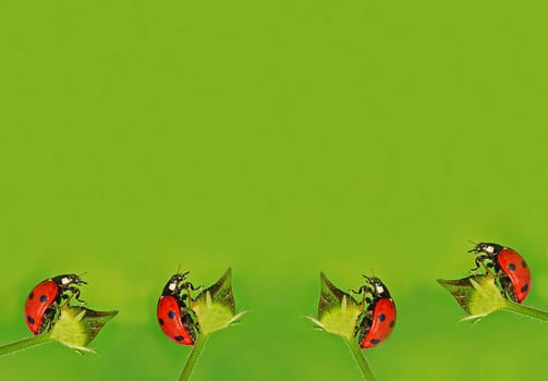 Ladybug Assembly