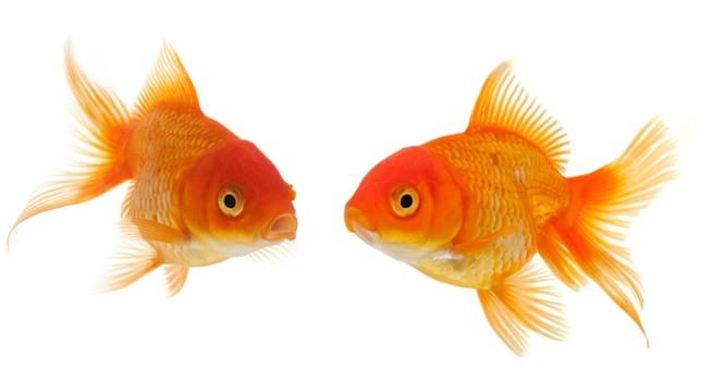 two goldfish