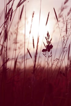 Grasses in the backlight