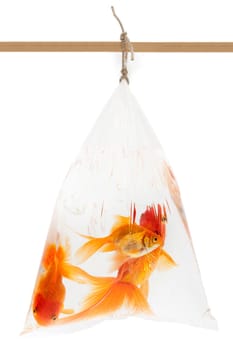 Goldfish in plastic bag