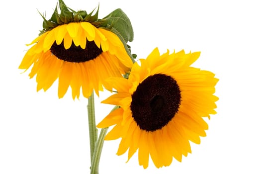 Sunflower in front of white background