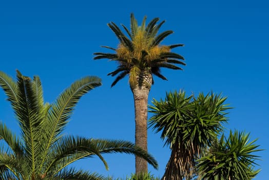 Palm trees in Barcelona