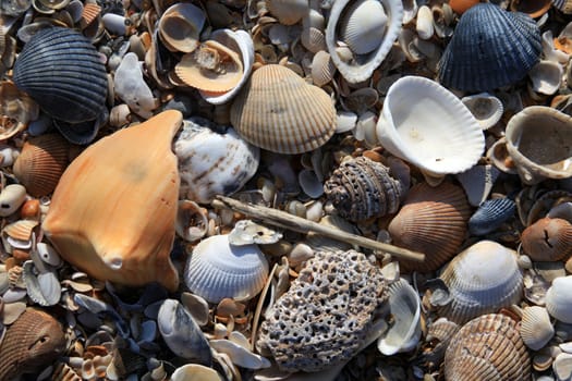 Mussels