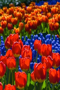Tulips in a spring garden