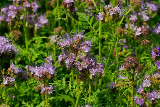 Thistle Field