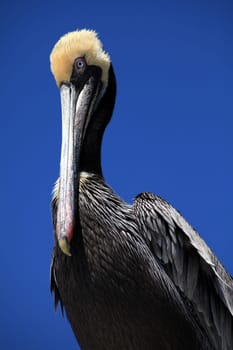 Sea Pelican