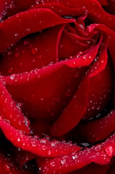 Red Rose