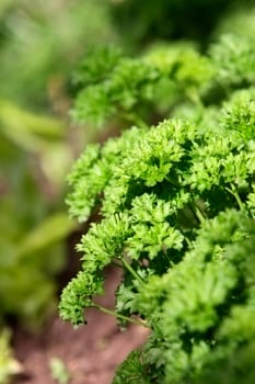 green fresh parsley on bed