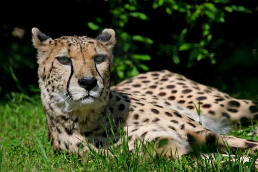 CheetahPortrait