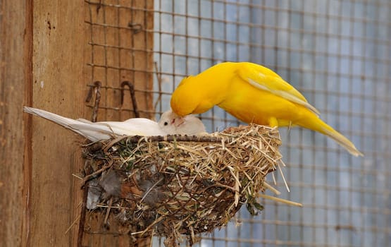 While she is brooding,He takes care of the food!