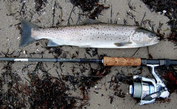 Sea trout