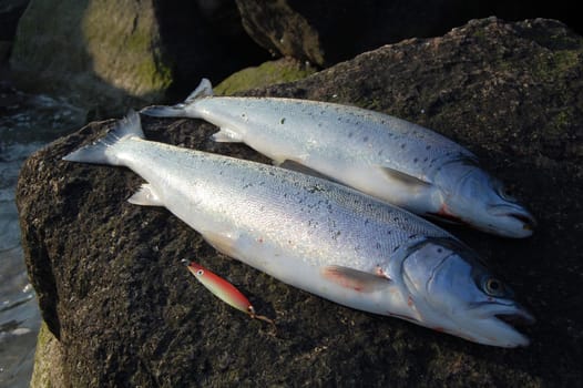Sea trout