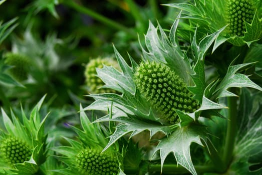 Green Thistle