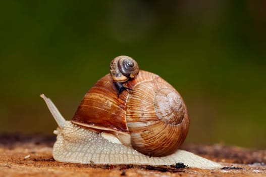 carrying trade