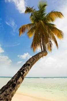 palm tree