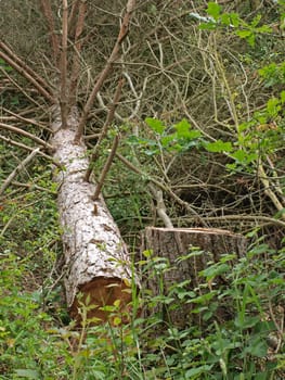 Chopped down tree.