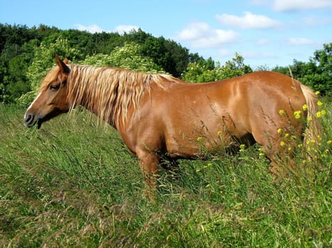 Horse in the pasture