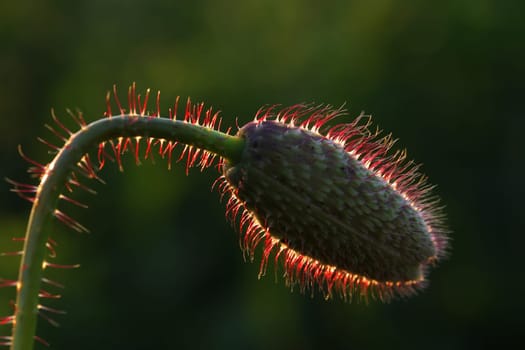 Backlit