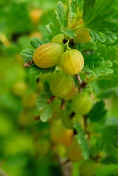 gooseberries