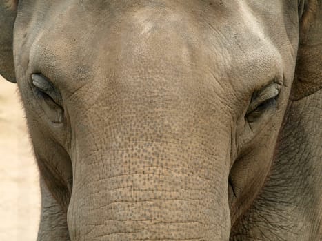 Asian elephant
