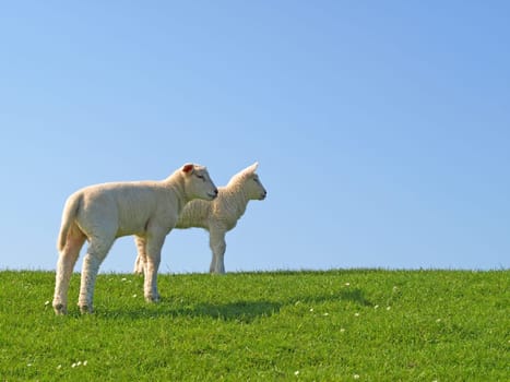 Two Easter Lambs 2