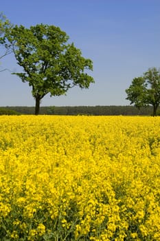 Rapeseed flowers