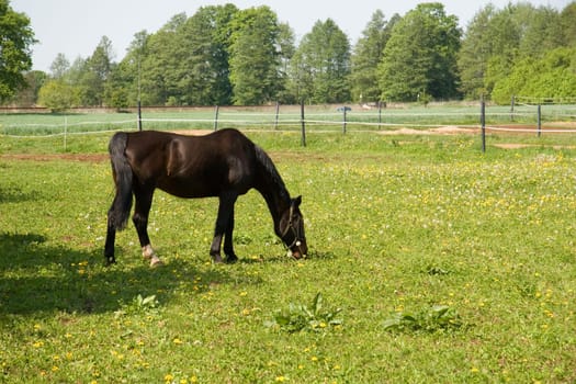 Paddock