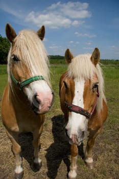 Pair of horses