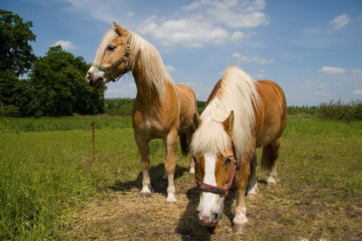 Horse Doubles