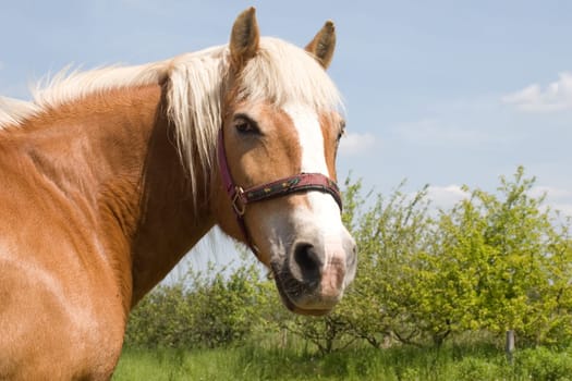 Haflinger