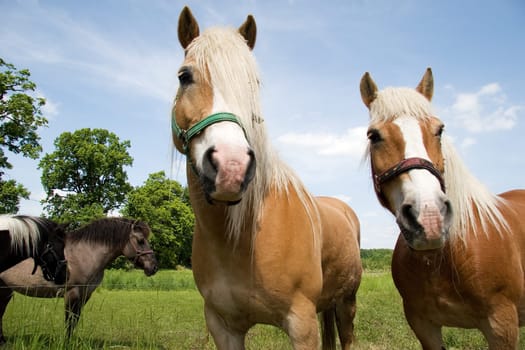 With four horses