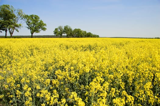rapeseed