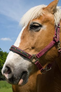 A horse's head