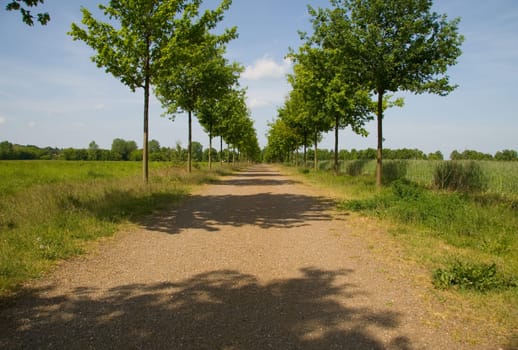 Young Oak Alley