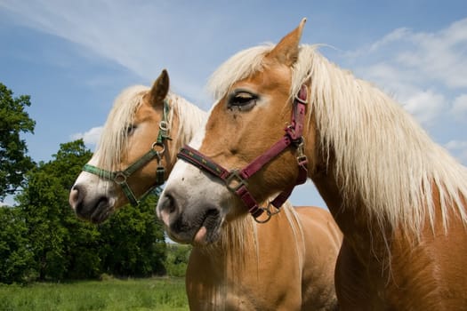 Two Haflinger horses