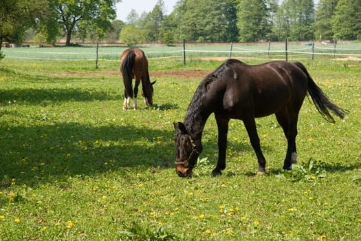 Horses in the paddock