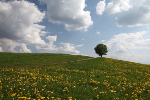 Dandelion meadow with tree