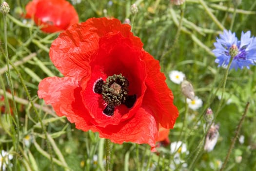 Cornflower and poppy
