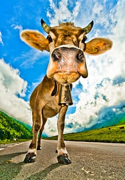 curious cow