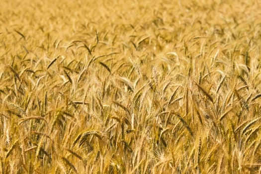 wheat background