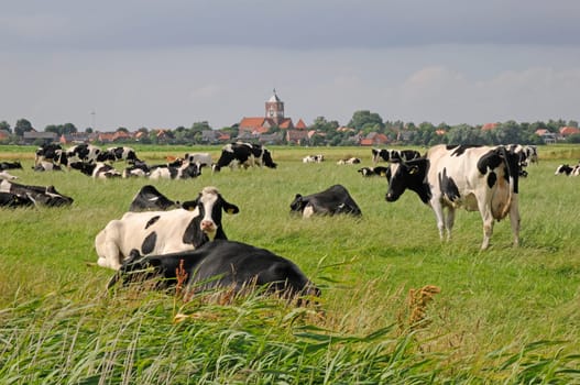 Cows in a pasture near Pilsum