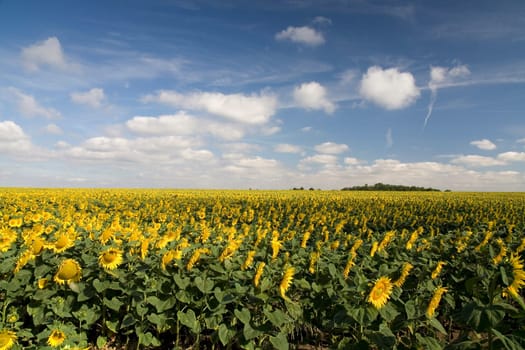 Sunflower field
