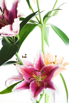 Lily