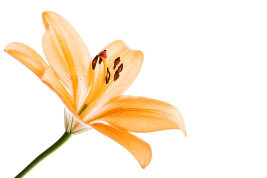 Lily