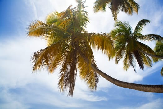 Palm Tree Background