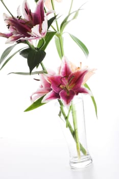 Lily
