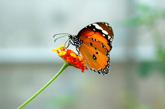 African monarch,Danaus chrysippus,sitting on a flower