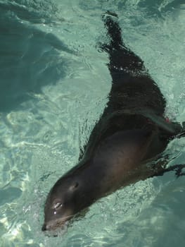 Sea lion sleeping in the water