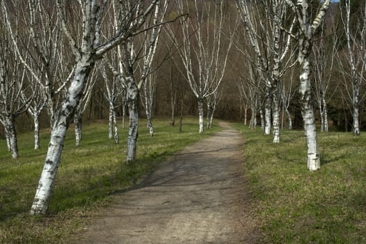 Birch forest